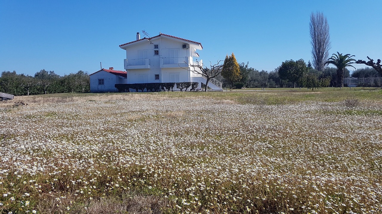 Photo of Outdoor in Stylida
