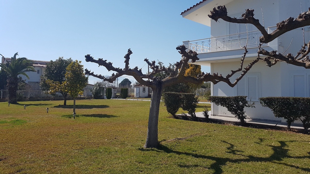 Photo of Outdoor in Stylida