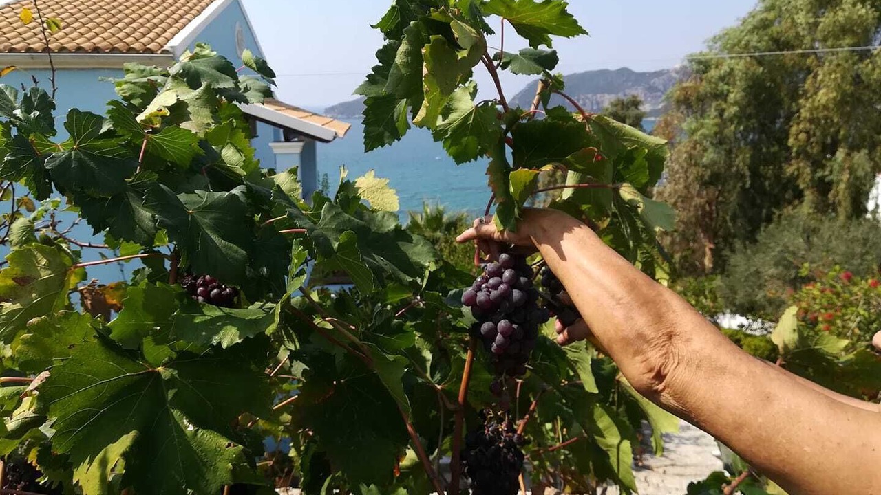 Photo of Others in Agios Georgios Pagon