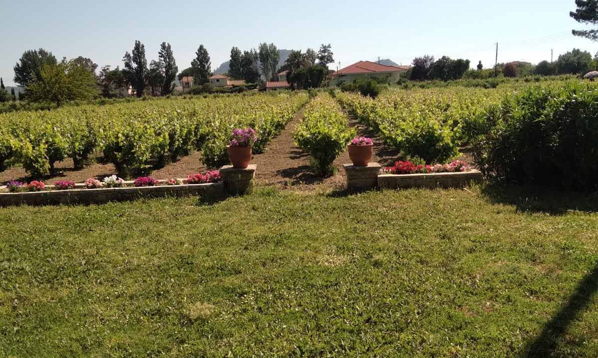 Photo of Outdoor in Zakynthos
