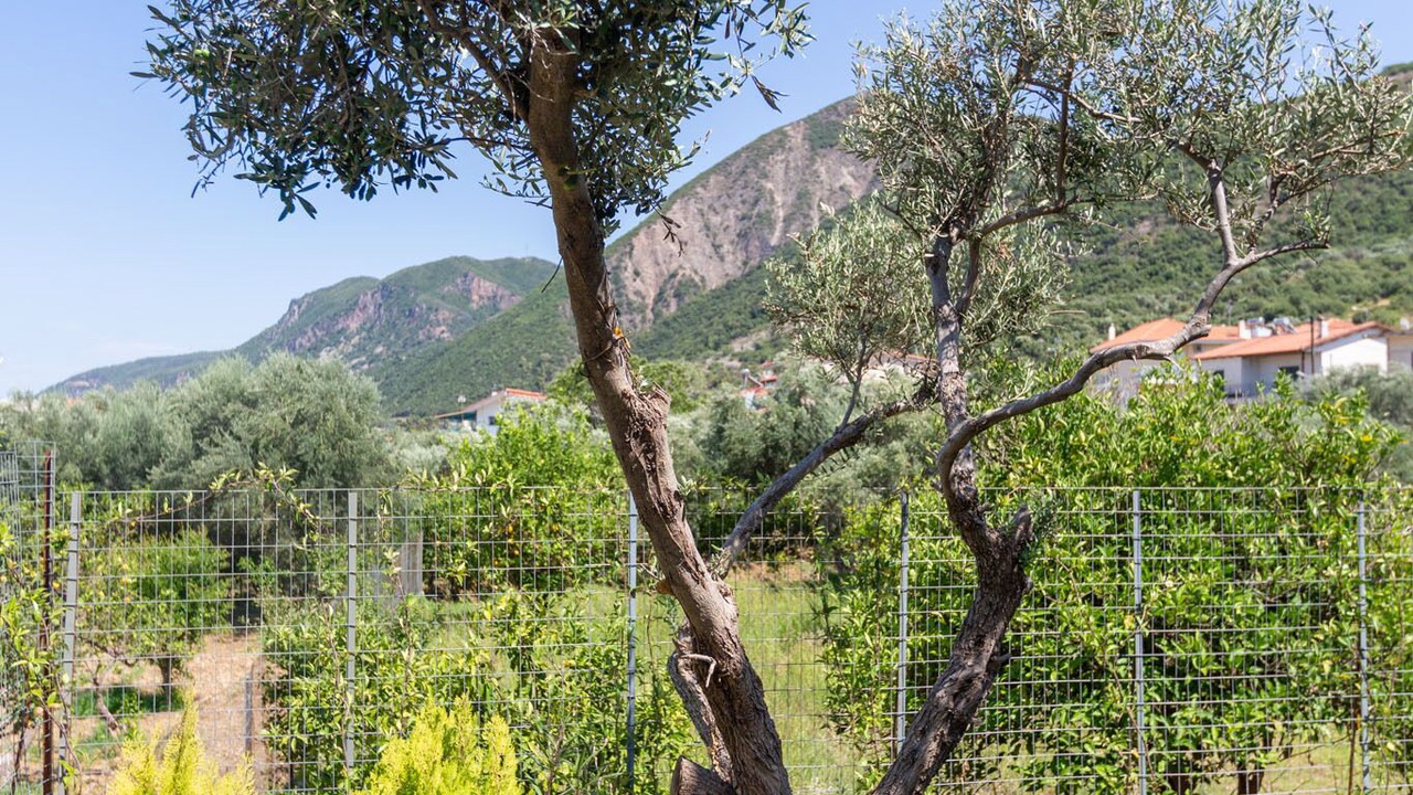 Photo of Outdoor in Psathopirgos