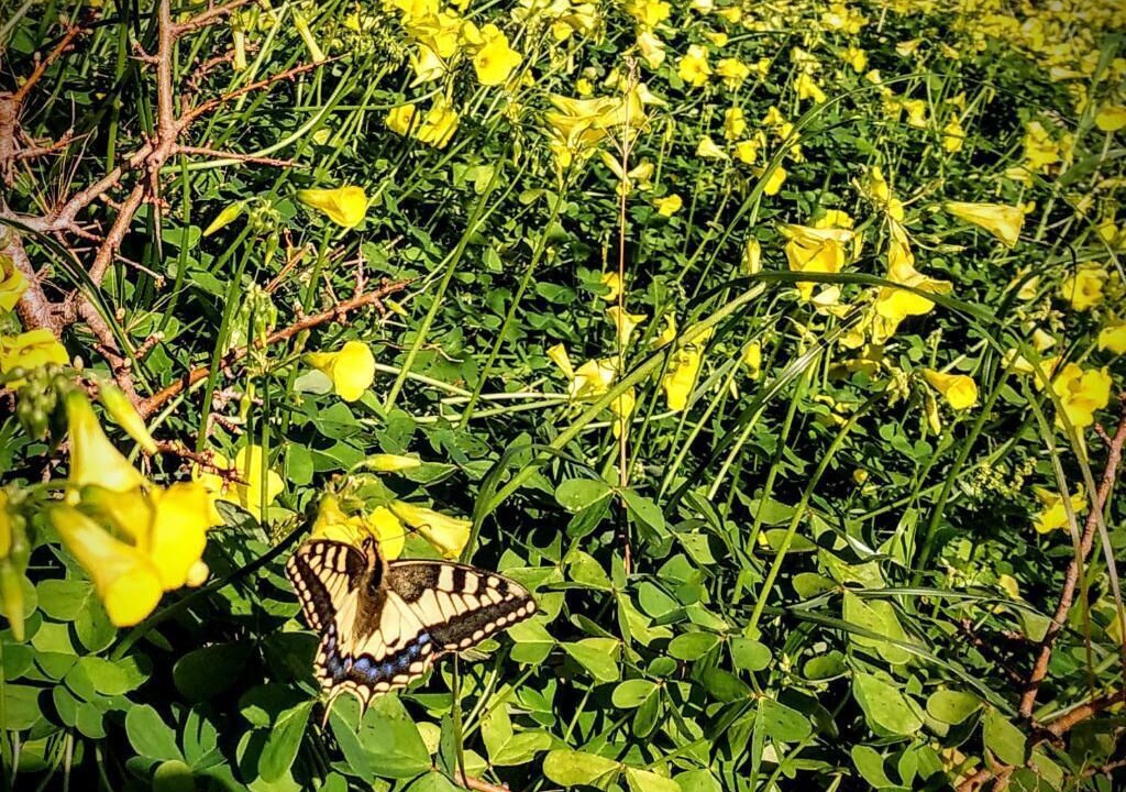 Photo of Outdoor in Geropotamos