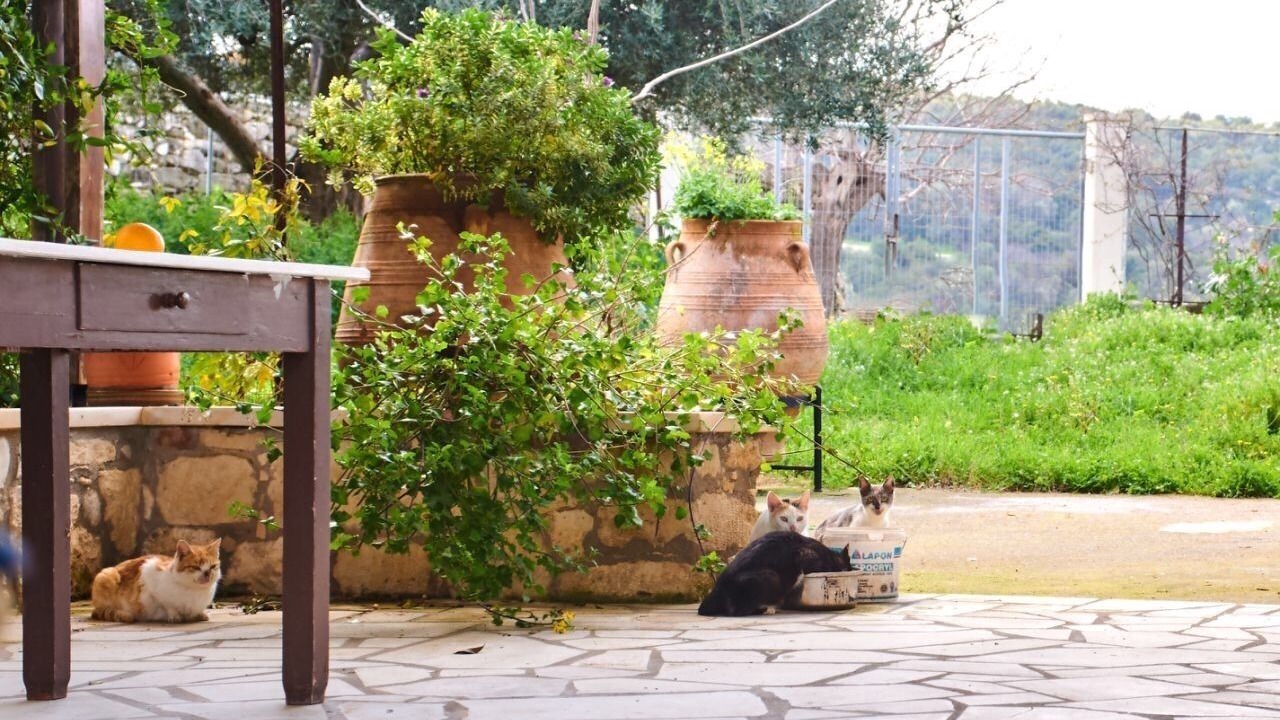Photo of Outdoor in Mylopotamos