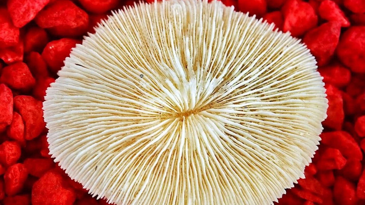 Photo of Others in Fanari