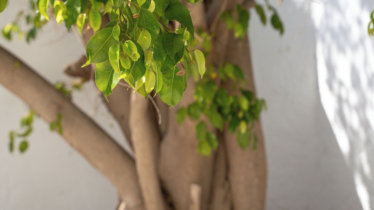 Photo of Outdoor in Kalymnos