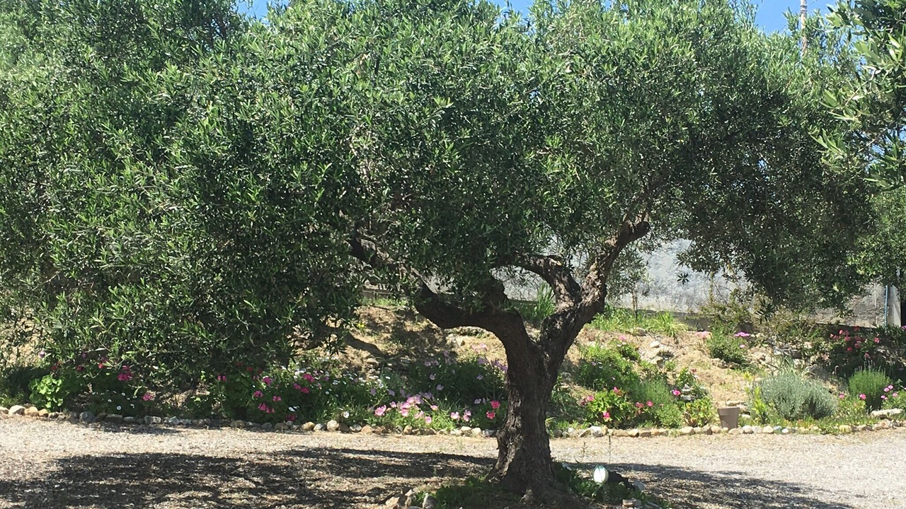 Photo of Outdoor in Kissamos