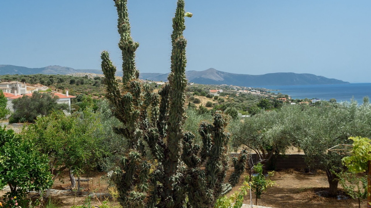 Photo of Outdoor in Nea Styra