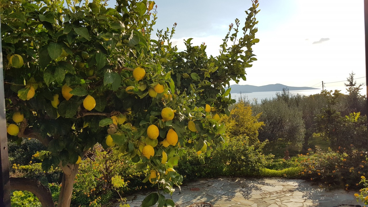 Photo of Outdoor in Nea Styra