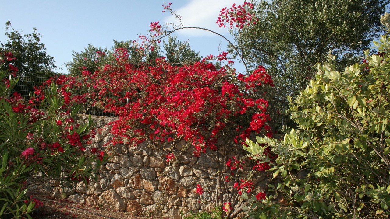 Photo of Outdoor in Gavalochori