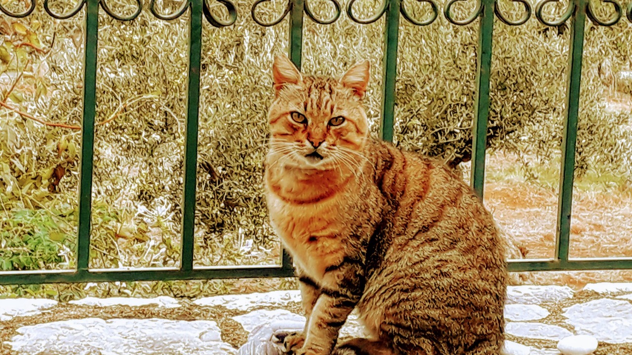 Photo of Others in Riglia