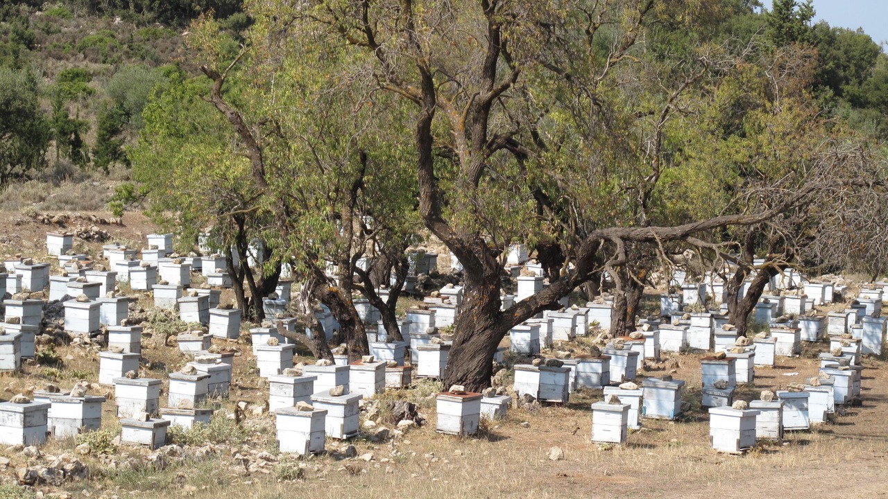 Photo of Others in Tzamarelata