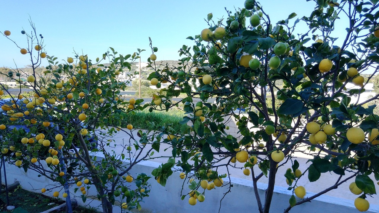 Photo of Outdoor in Aliki