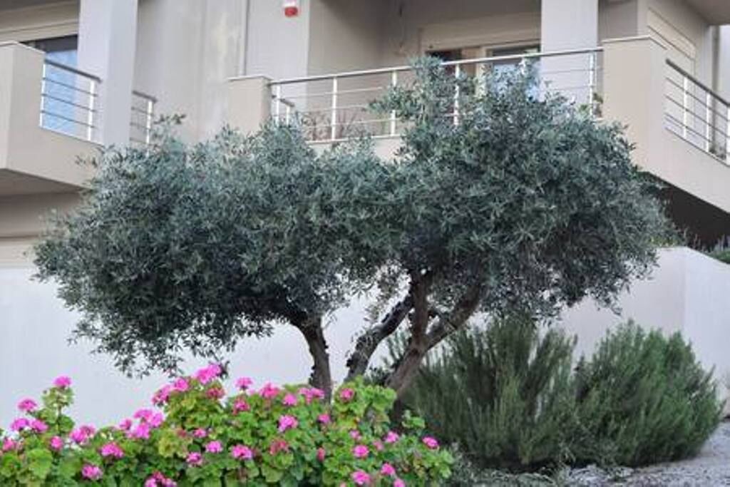 Photo of Outdoor in Paliani
