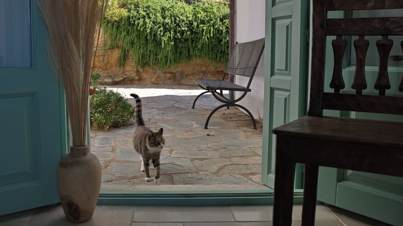 Photo of Others in Alonissos