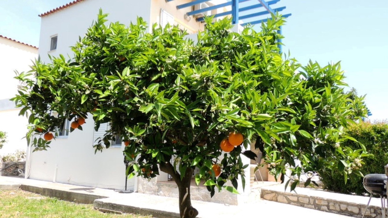 Photo of Outdoor in Katochori