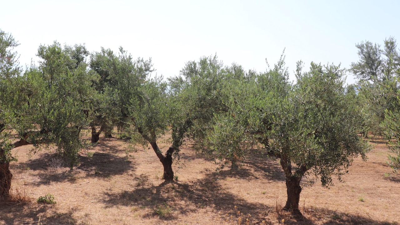 Photo of Outdoor in Kompi