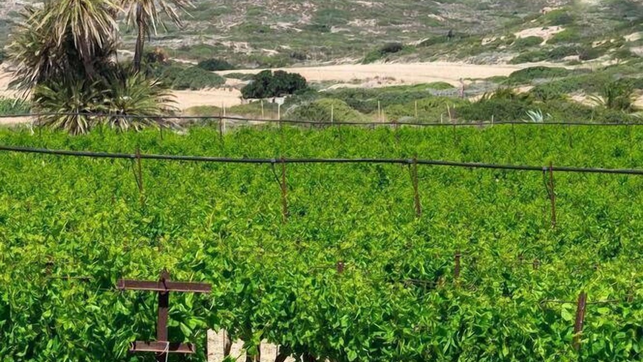 Photo of Others in Sitia