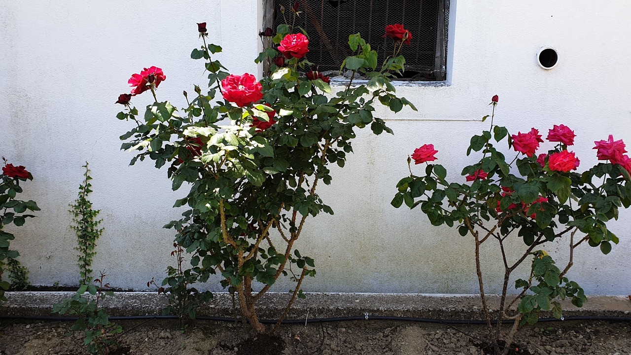 Photo of Outdoor in Horto