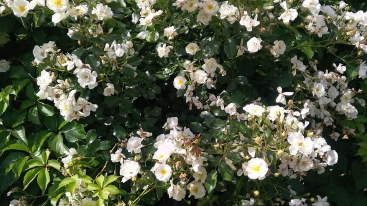 Photo of Outdoor in Dhris