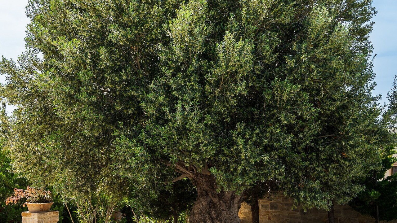 Photo of Outdoor in Kamilari