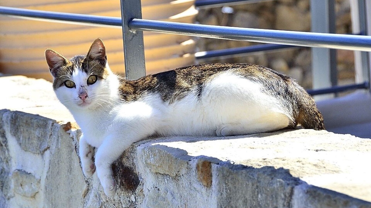 Photo of Others in Koukounara