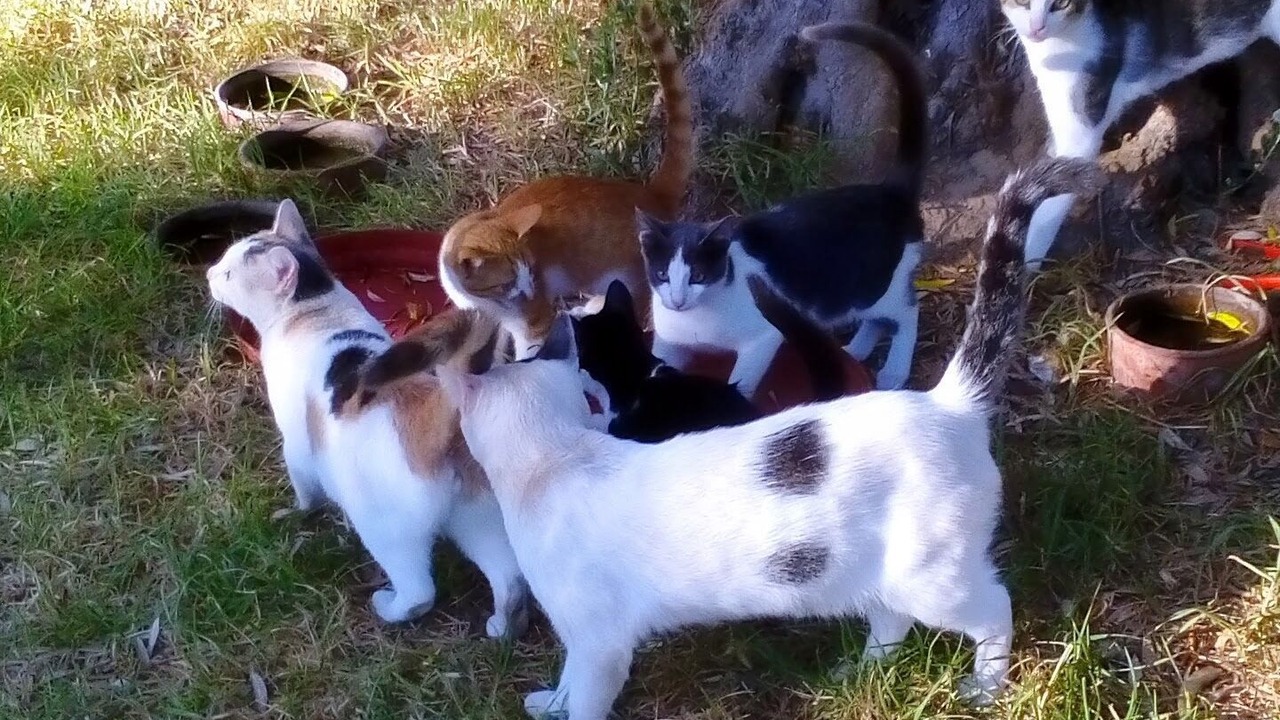 Photo of Others in Lepreo