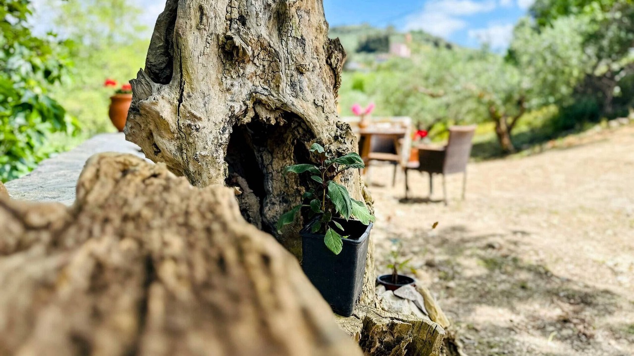 Photo of Outdoor in Panethimos