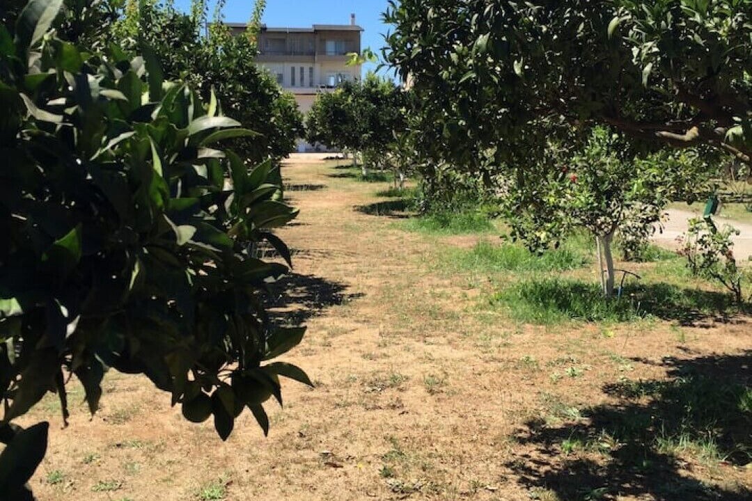 Photo of Outdoor in Mytikas