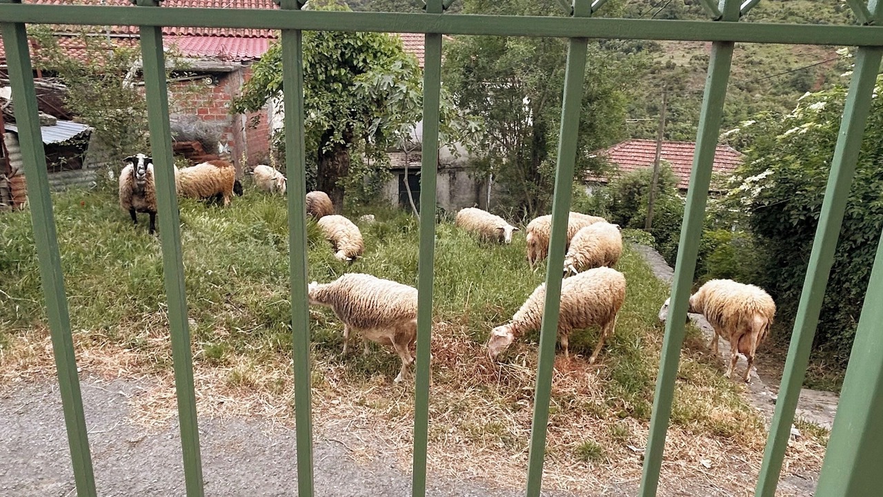Photo of Others in Gortynia