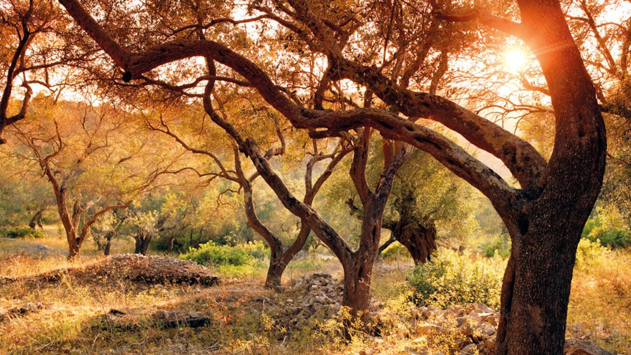 Photo of Others in Gaios