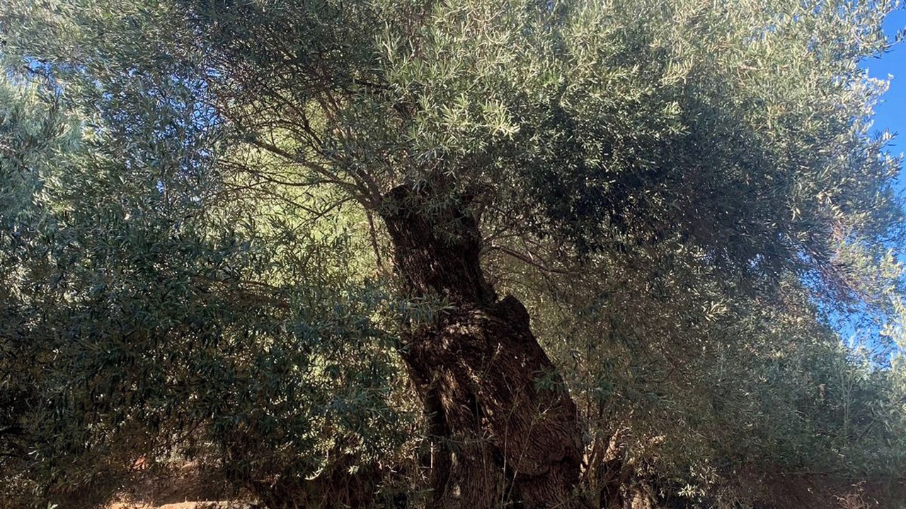 Photo of Others in Grigoriana