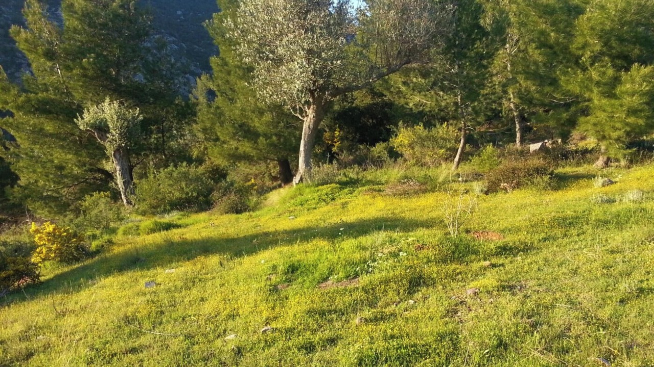 Photo of Outdoor in Dirfys-Messapia