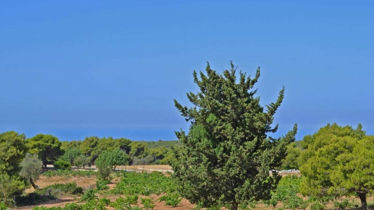 Photo of Others in Koiliomenos