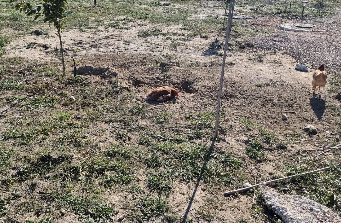 Photo of Others in Arta