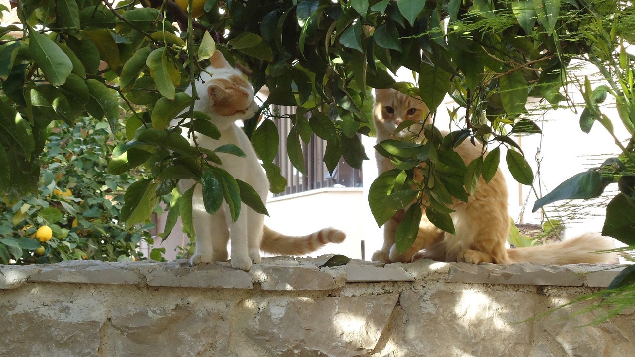 Photo of Outdoor in Kiato