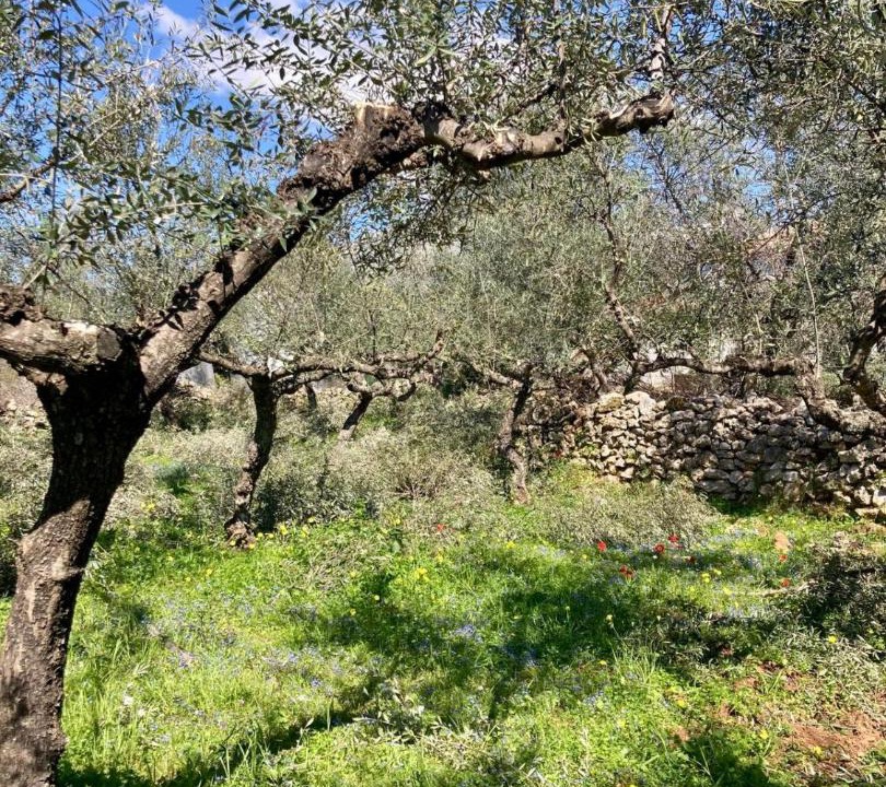 Photo of Others in Exochori