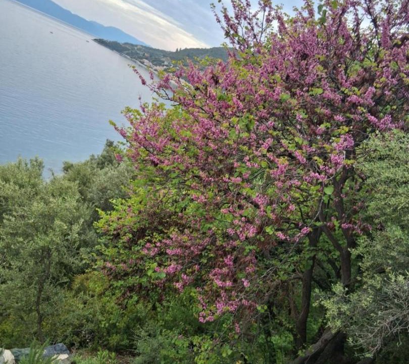 Photo of Others in Xirolivado