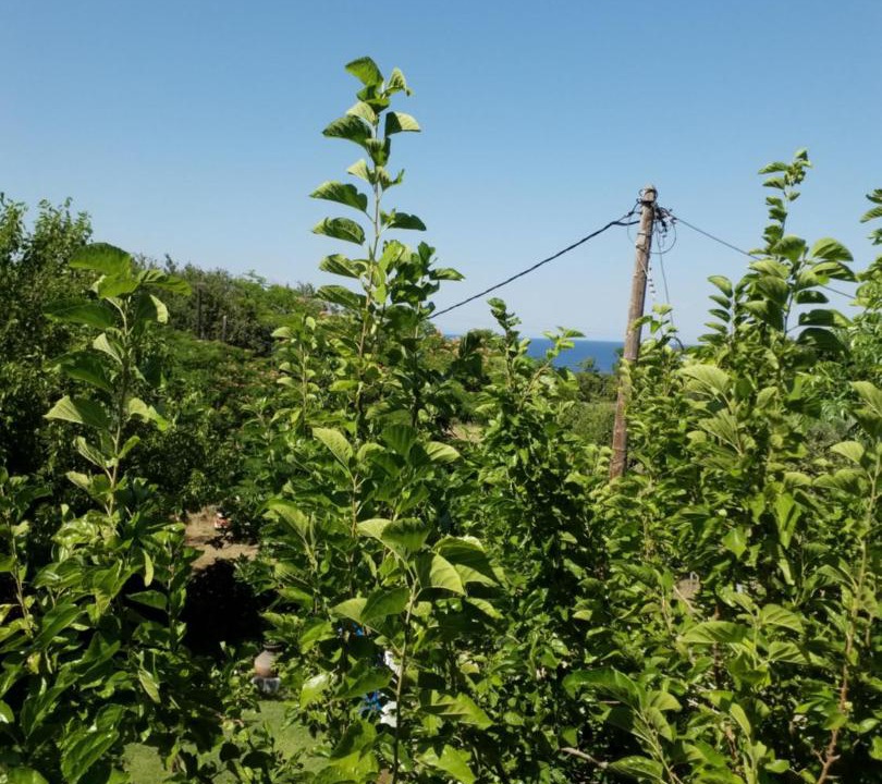 Photo of Outdoor in Ano Kariotes