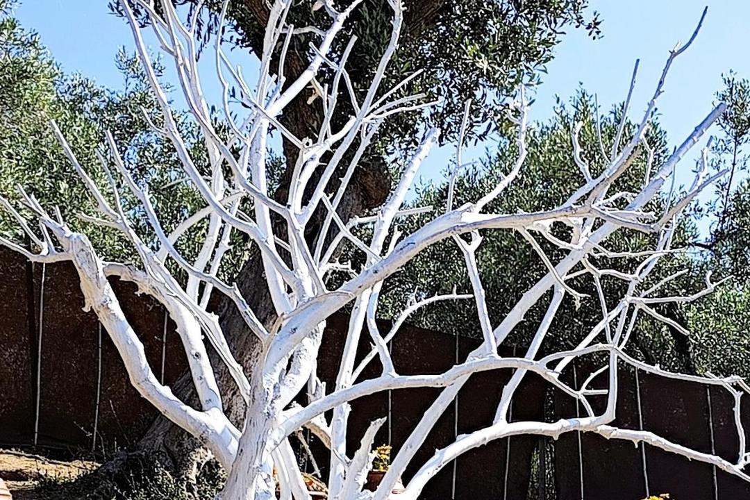 Photo of Outdoor in Aidhipsos