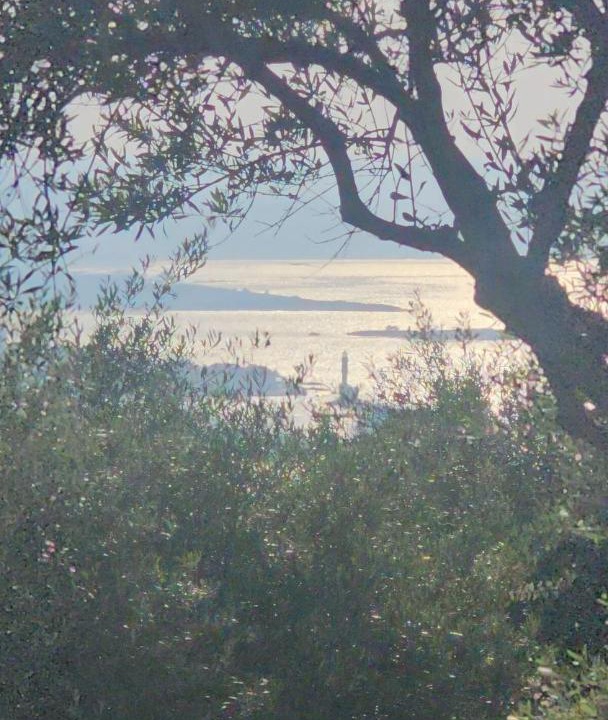 Photo of Others in Halepa