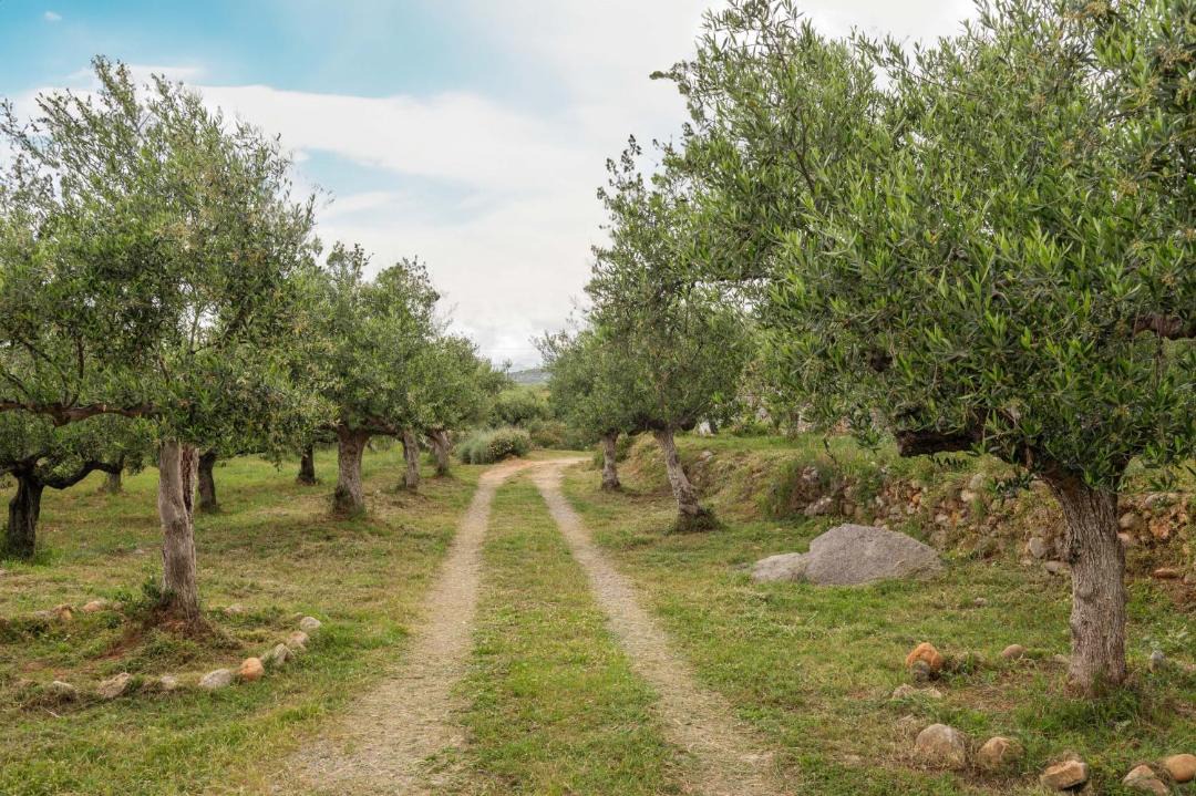 Photo of Others in Riglia
