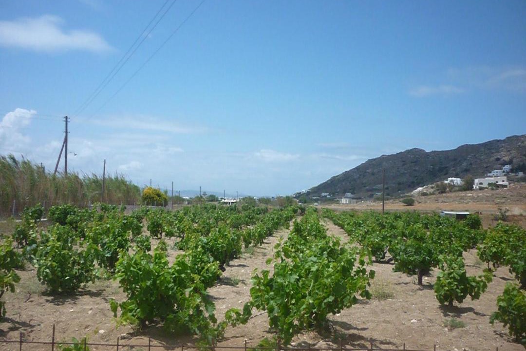 Photo of Others in Naxos