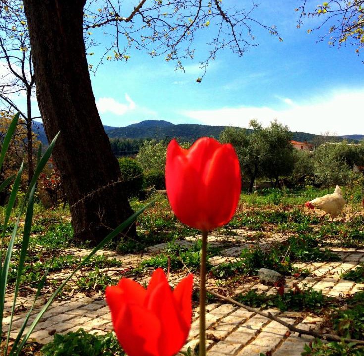 Photo of Others in Vergina
