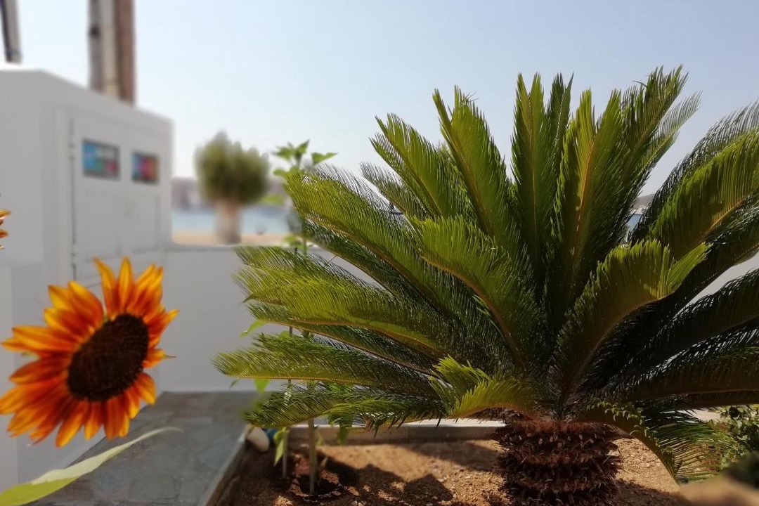 Photo of Others in Serifos