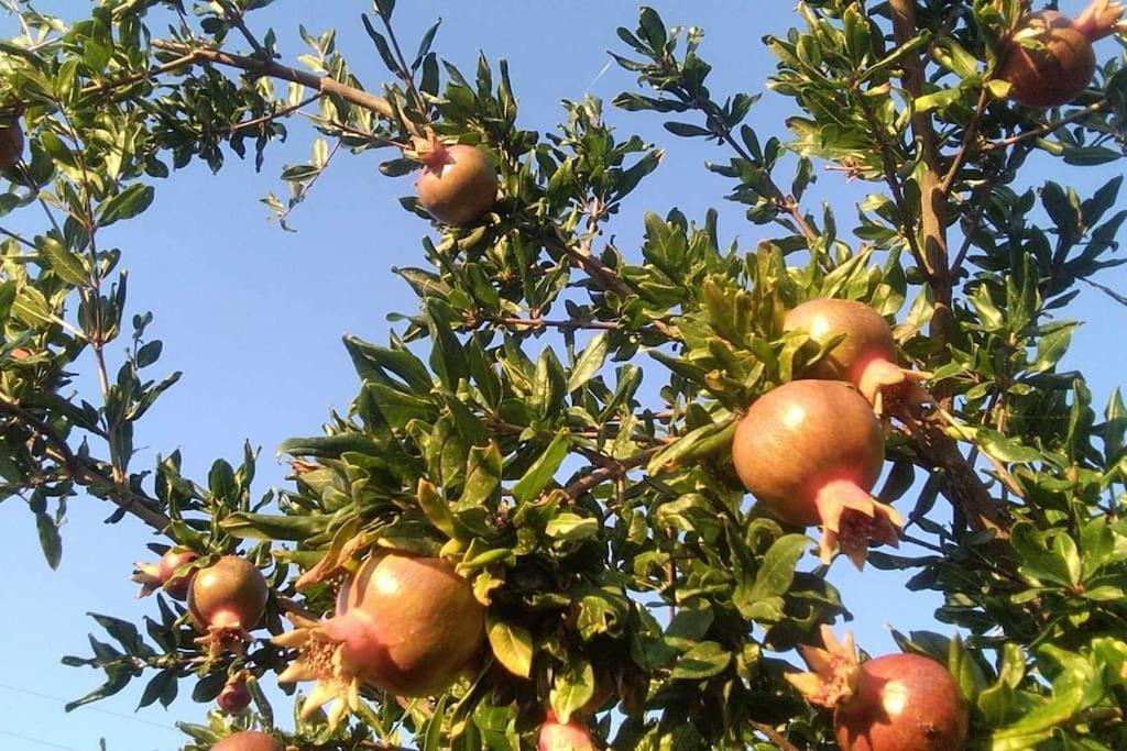 Photo of Outdoor in Fanari