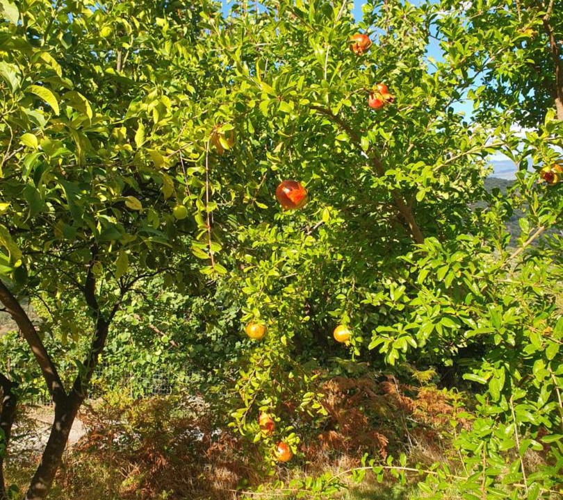Photo of Outdoor in Tripi