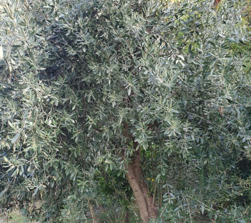 Photo of Outdoor in Tripi
