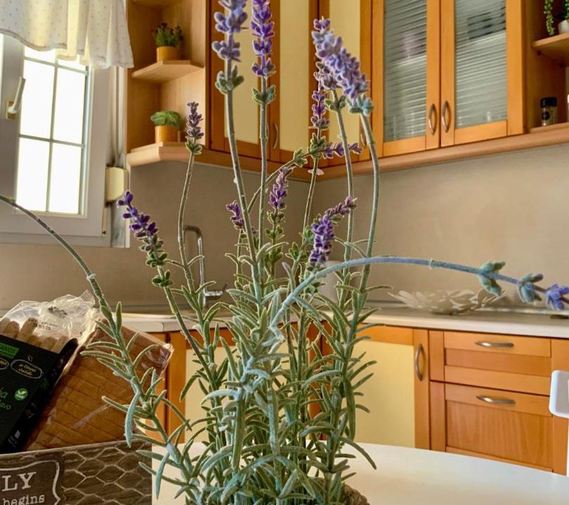 Photo of Kitchen in Alexandroupoli