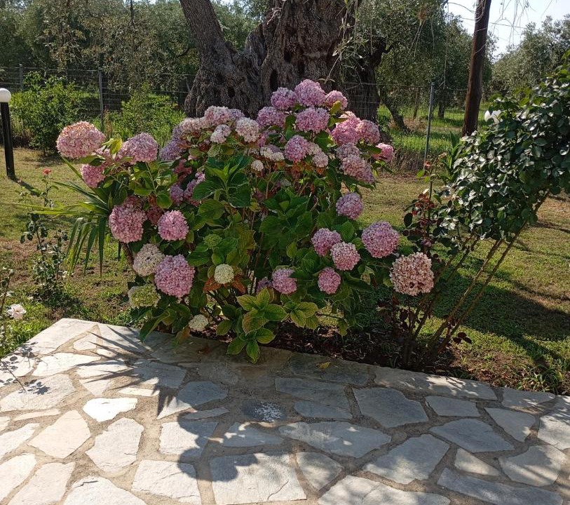 Photo of Others in Skala Rachoniou