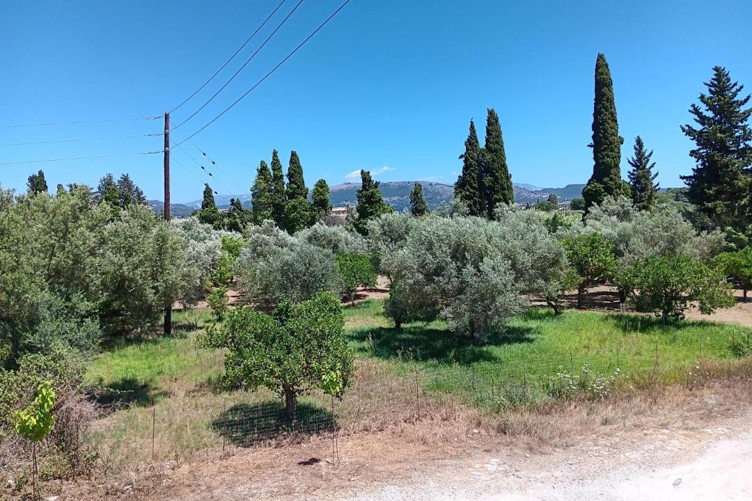 Photo of Others in Kalligoni